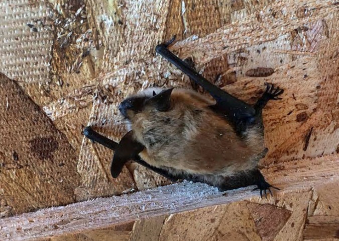 Our bat visitor hiding between sheets of OSB leaning against the house.