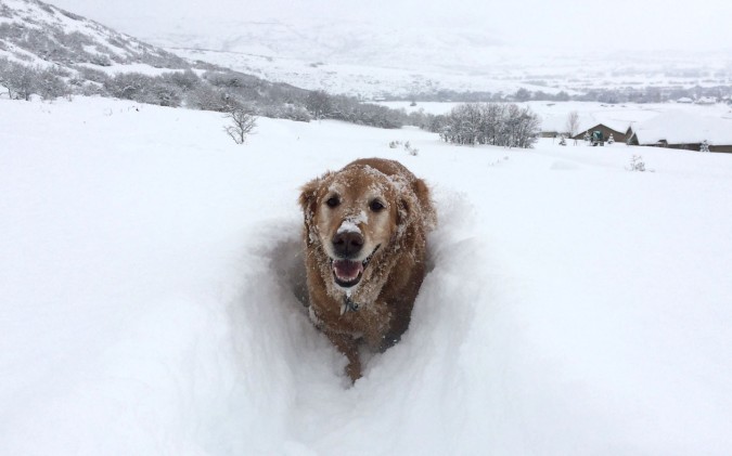 Cooper in snow